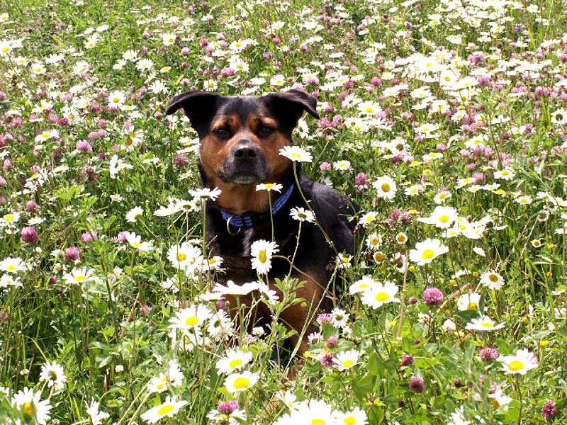 Noch eine Blumenwiese