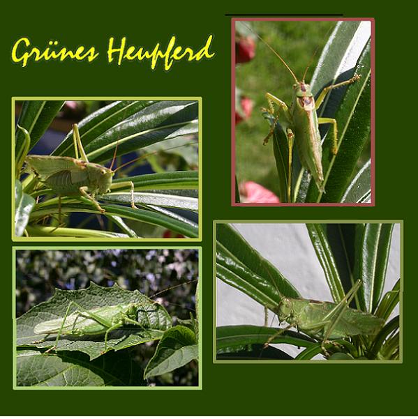 Gr?nes Heupferd (Tettigonia viridissima)