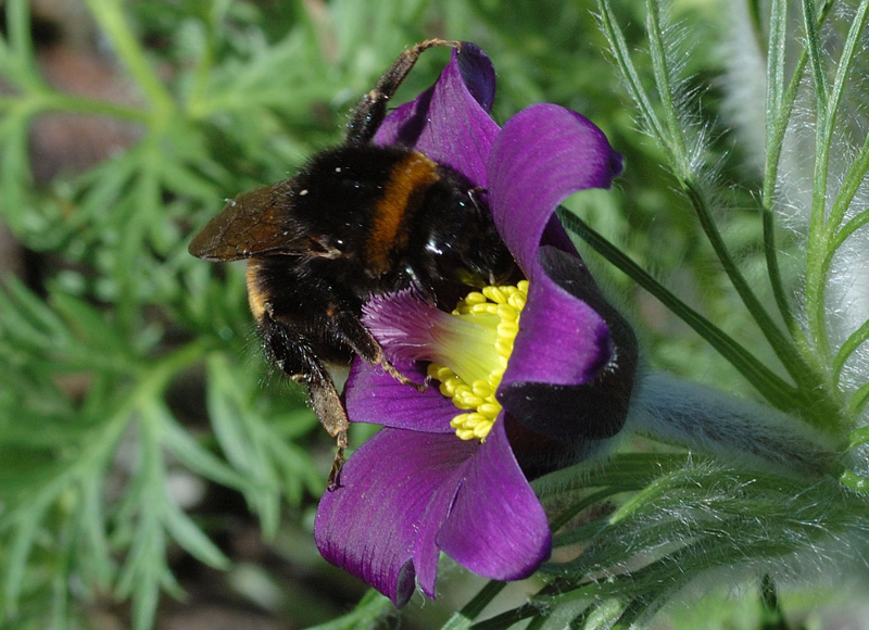 hungrige Hummel