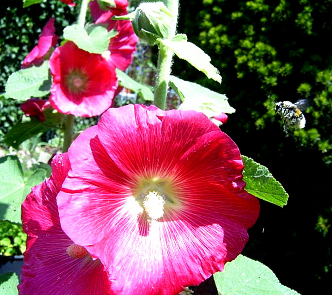 Hummel im Anflug