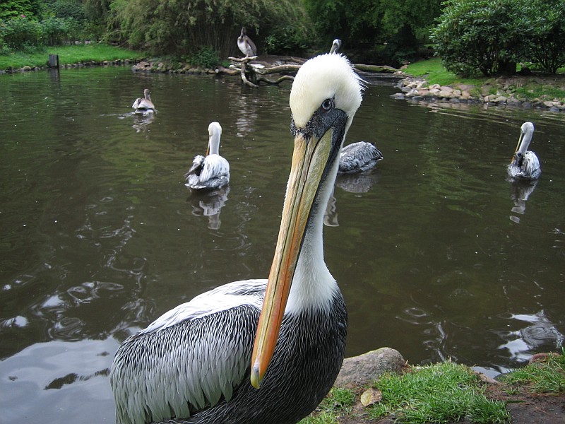 Pelikan
