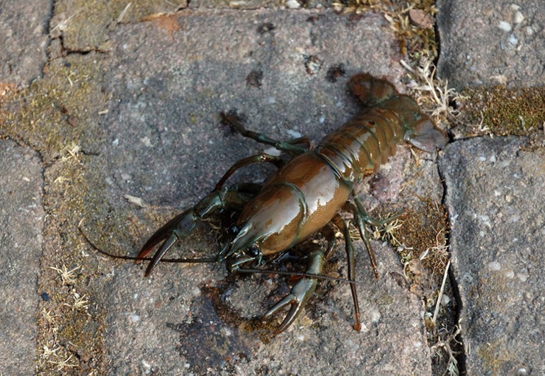 Unser neuester Teichbewohner