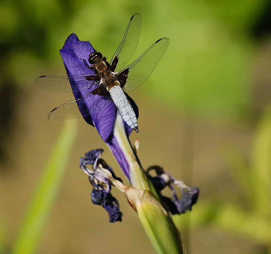 Libelle