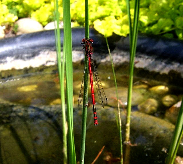 Libelle am Rohr