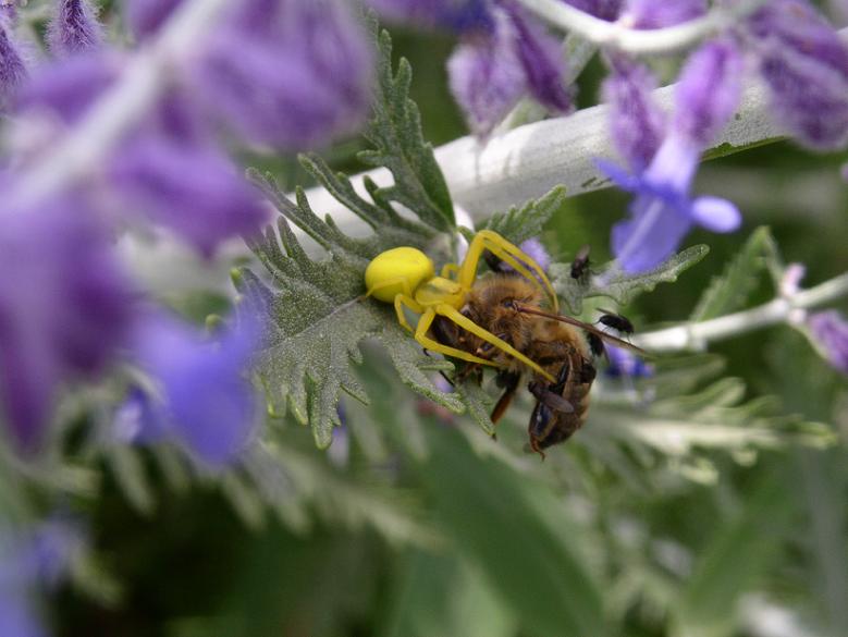 Veränderliche Krabbenspinne -Weibchen- beim Beutefang