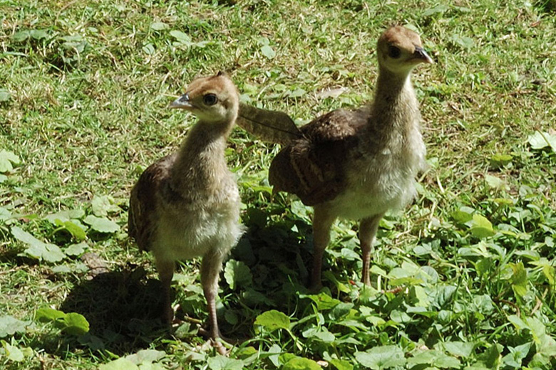 Pfauen - Küken