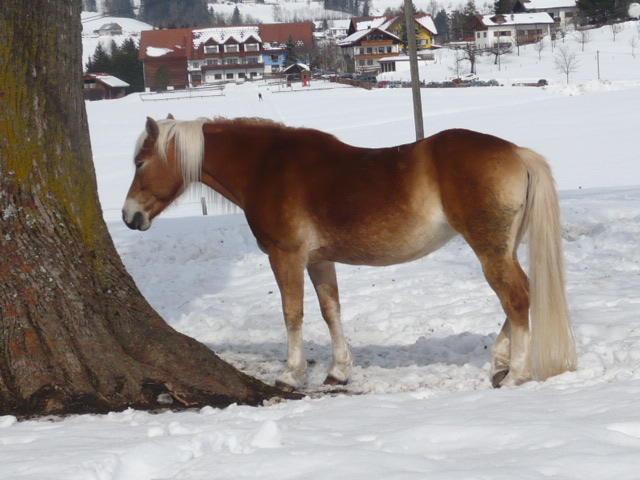 Haflinger im Schnee