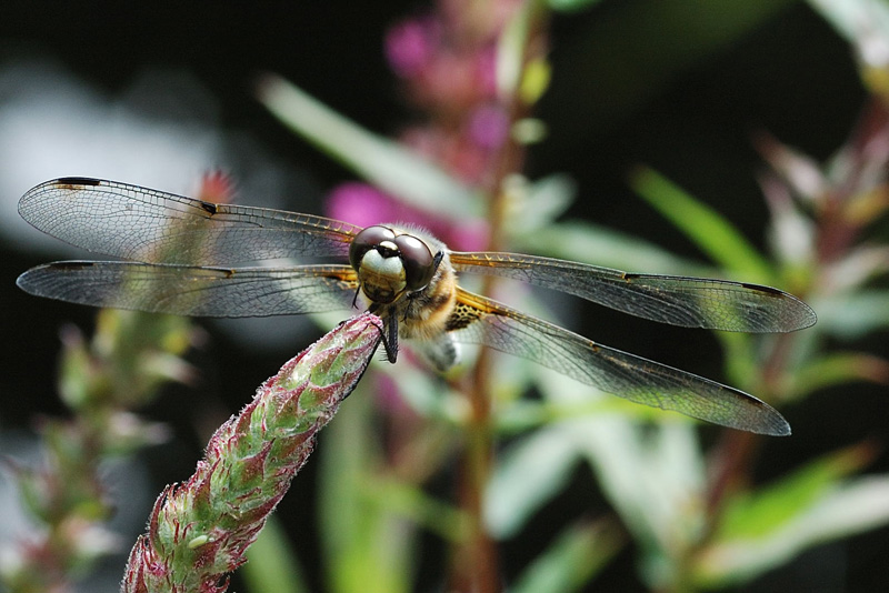 Vierflecklibelle