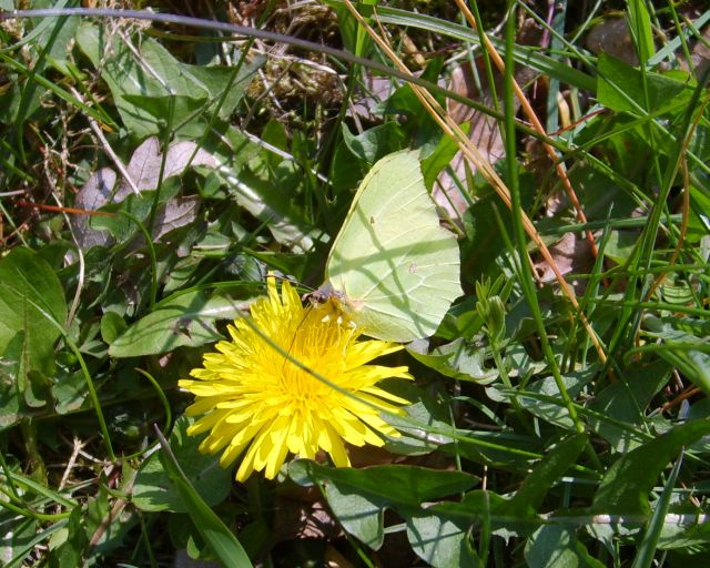 Zitronenfalter auf Pusteblume