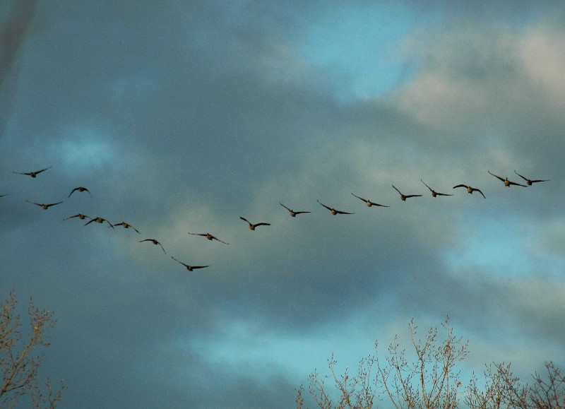 Gänse auf dem Weg nach Süden