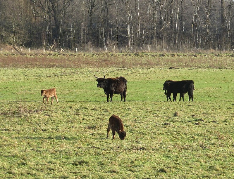 Heckrinder in den Rieselfeldern