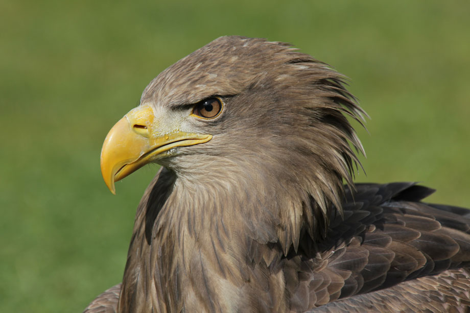 Seeadler