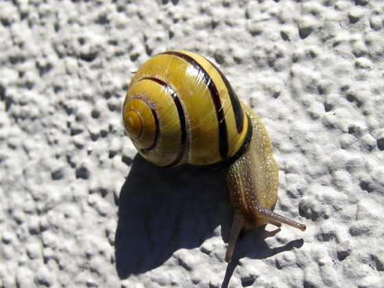 Schnecke