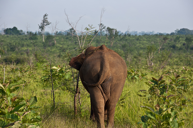 der letzte Elefant