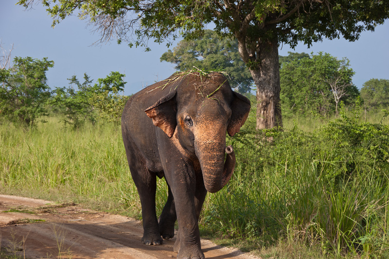 erfrischter Elefant