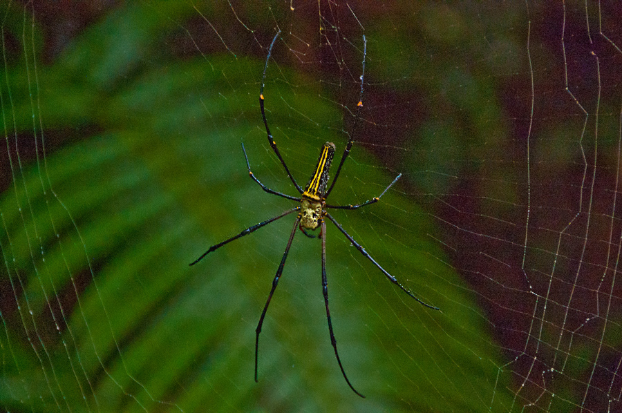 Spinne im Netz