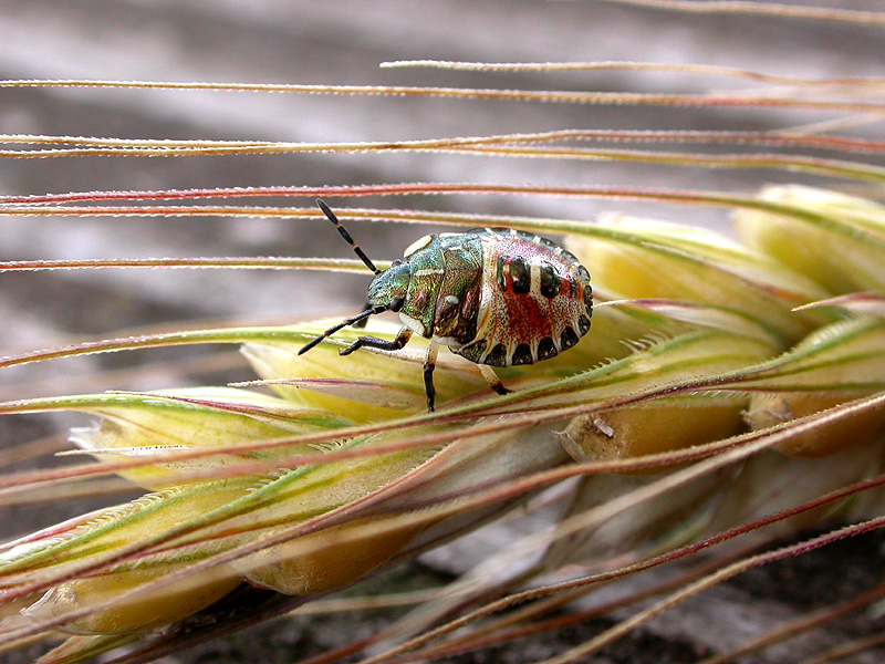 AUFGELESEN - AM WEGESRAND 5