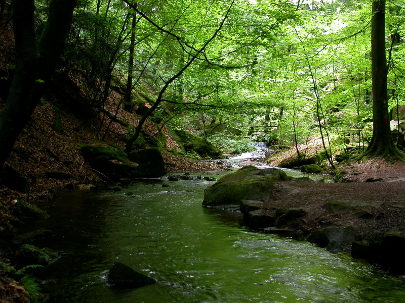 PFÄLZER WALD 1