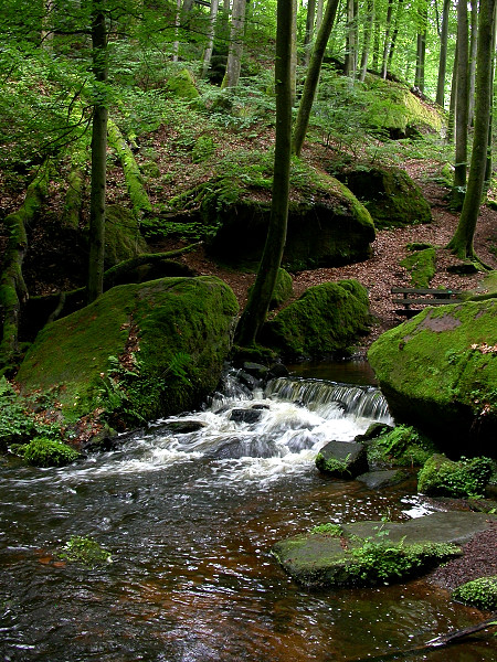 PFÄLZER WALD 2