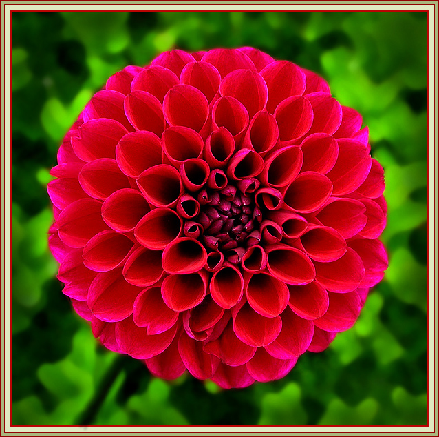 DAHLIA POM POM