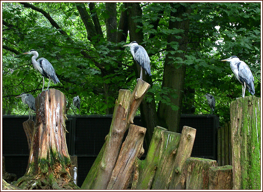 ZOO DUISBURG 5