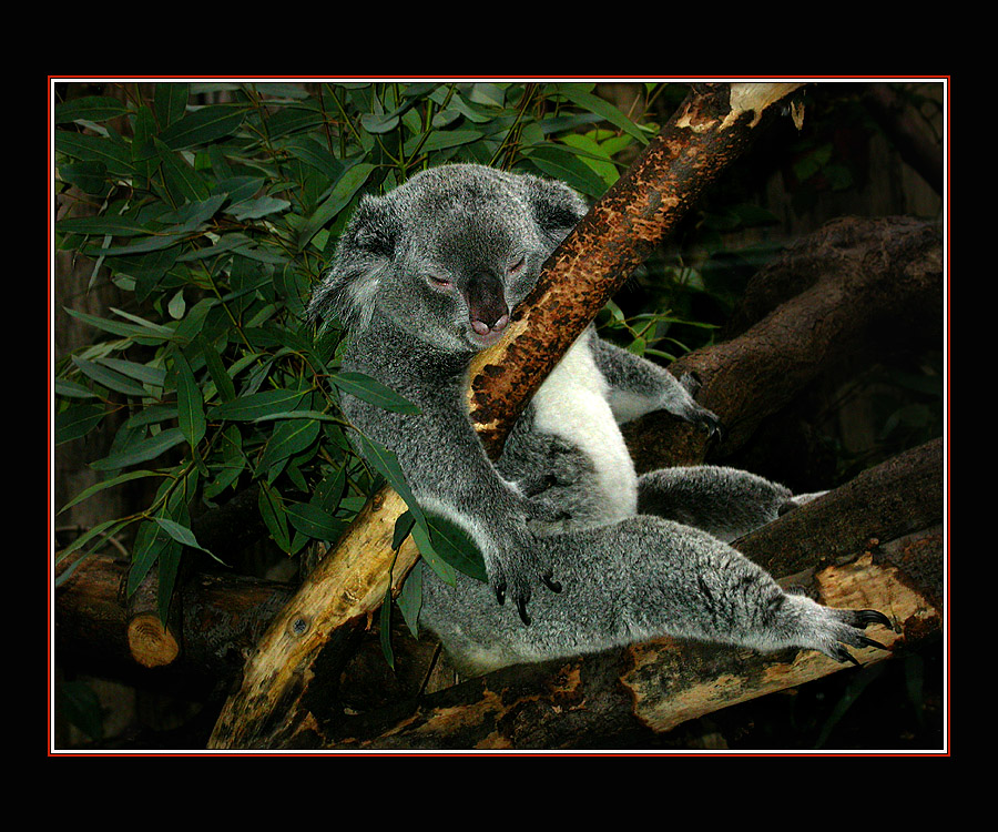 ZOO DUISBURG 12