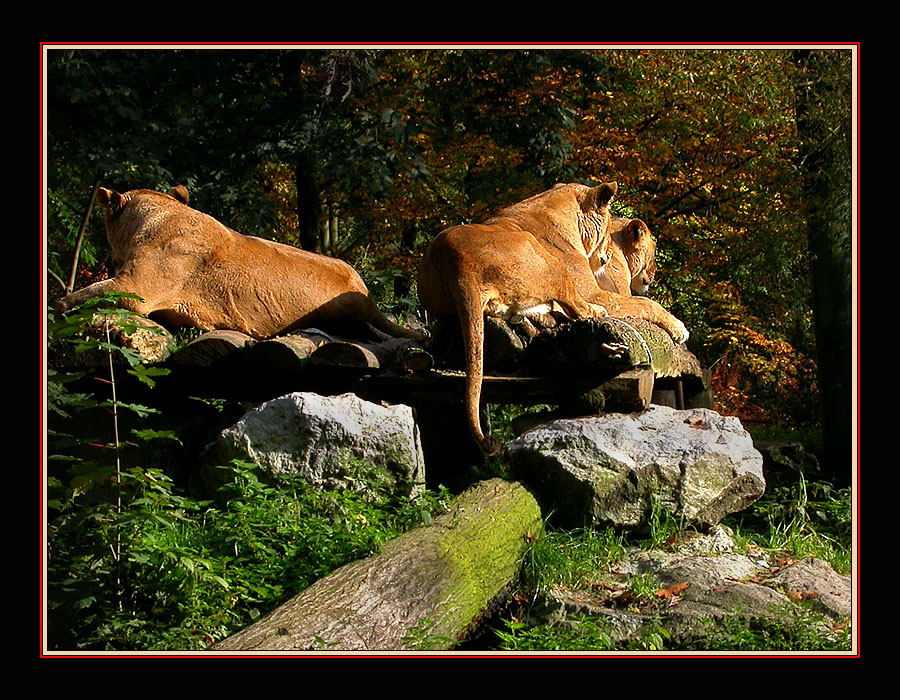 ZOO DUISBURG 14