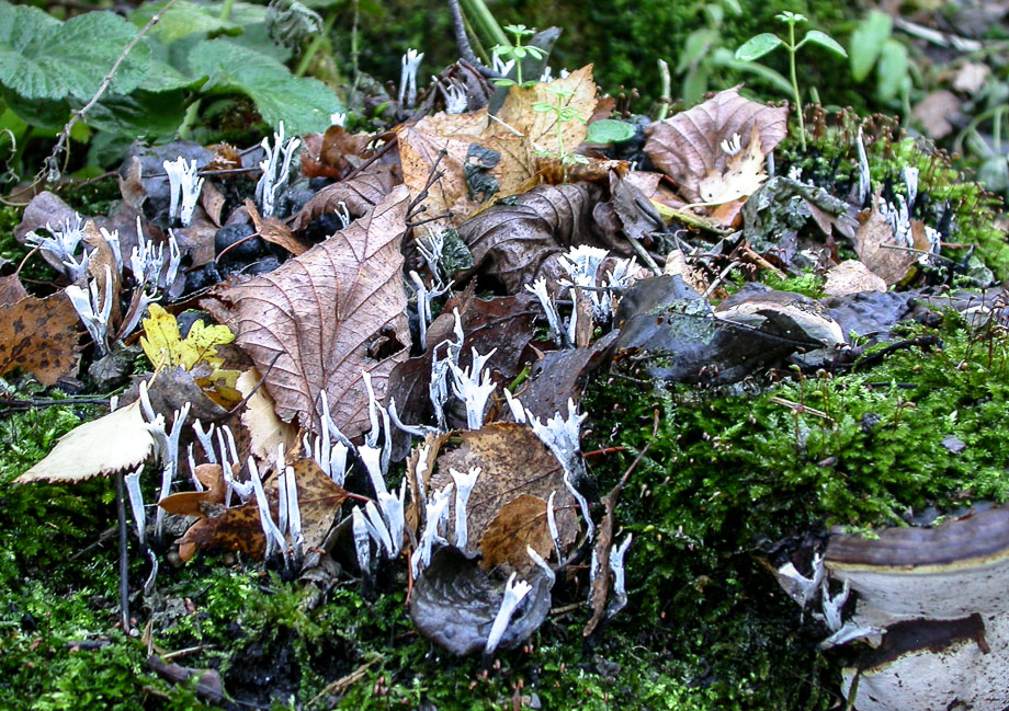 HERBSTSPAZIERGANG