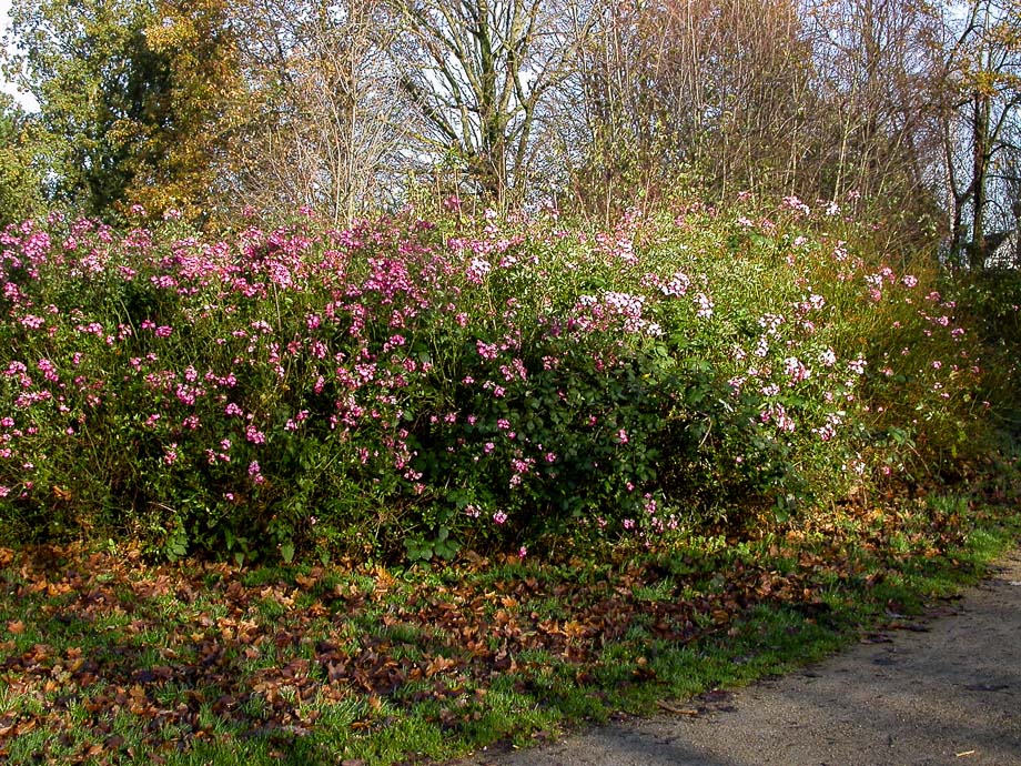 HERBSTSPAZIERGANG