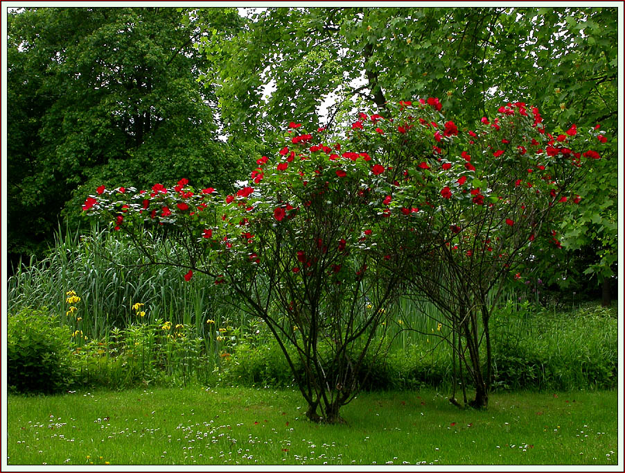 JAP. GARTEN LEVERKUSEN 18