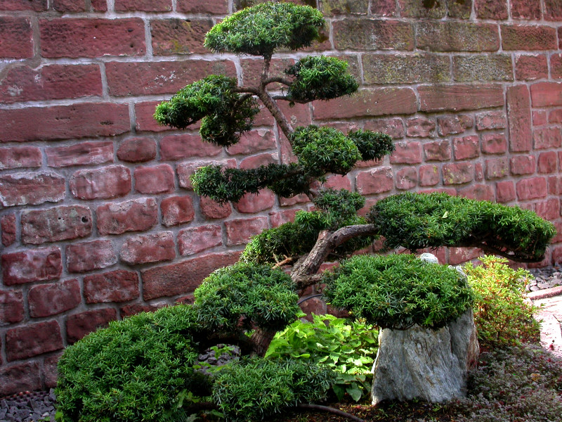 JAPANISCHER GARTEN 11