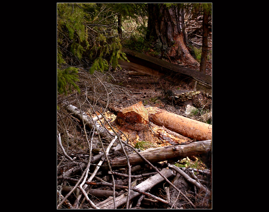 STEINWALDIMPRESSIONEN 13