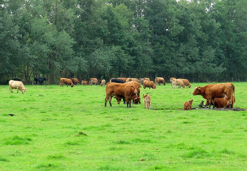 Sommerfrische mit der Sippe