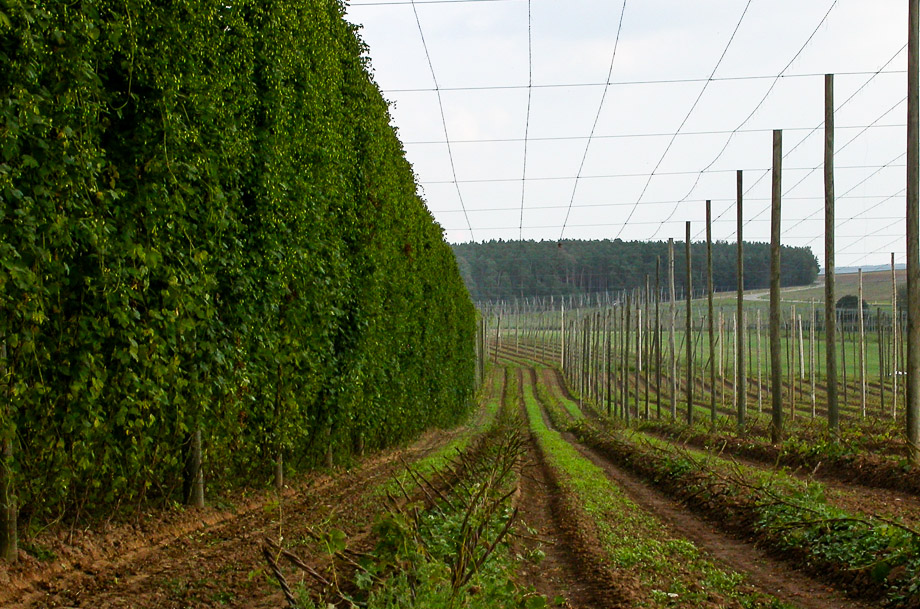 VOR UND NACH DER ERNTE