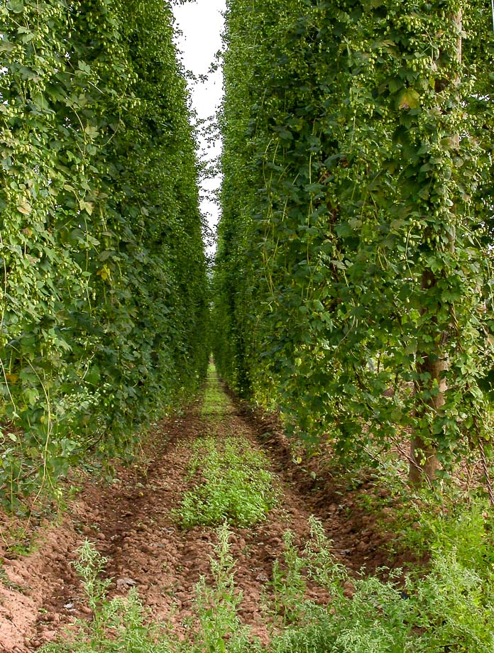 IM FRÄNKISCHEN HOPFENGARTEN