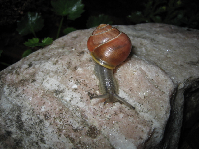 Schnecke, Schnecke komm heraus