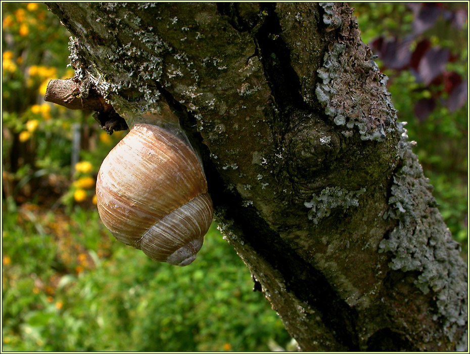 'APFELBAUMSCHNECKE'