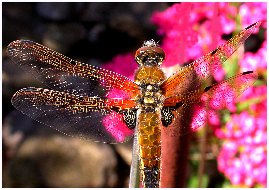 VIERFLECKLIBELLE