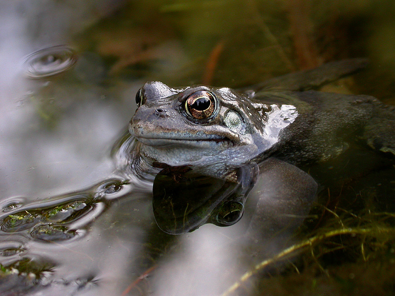 FROSCHSPIEGELUNG