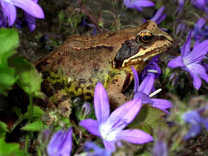 GLOCKENFROSCH