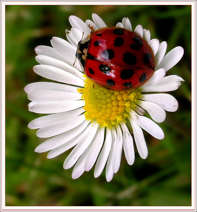 EIN GÄNSEBLÜMCHEN .....