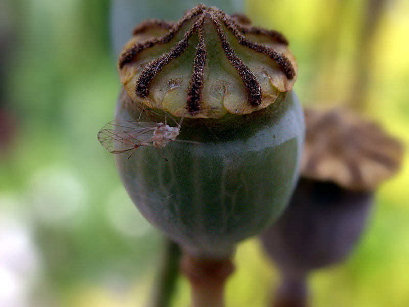 KLATSCH-MOHN-KAPSEL-BESUCH