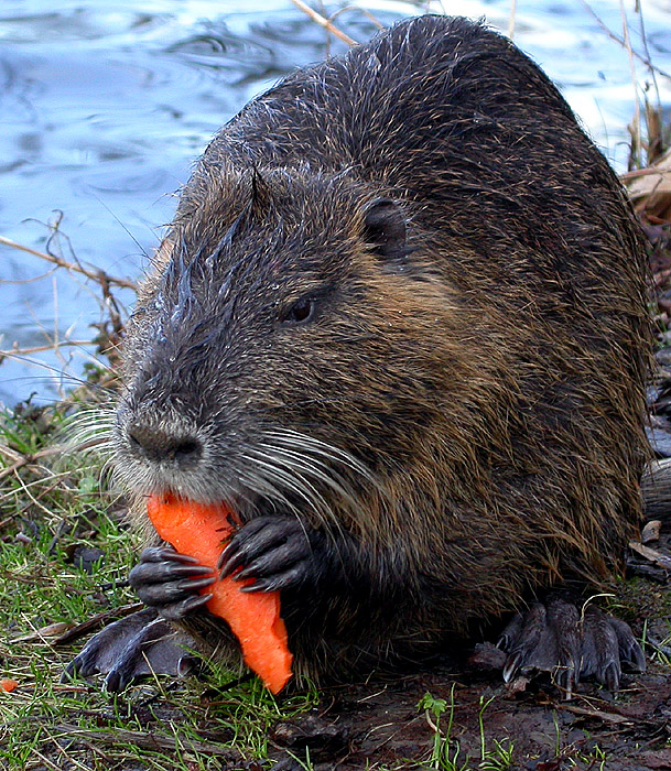 NUTRIA