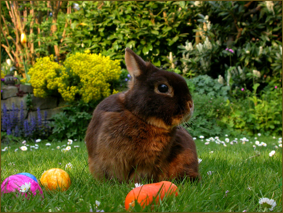 KLEINE HASENGESCHICHTE 2