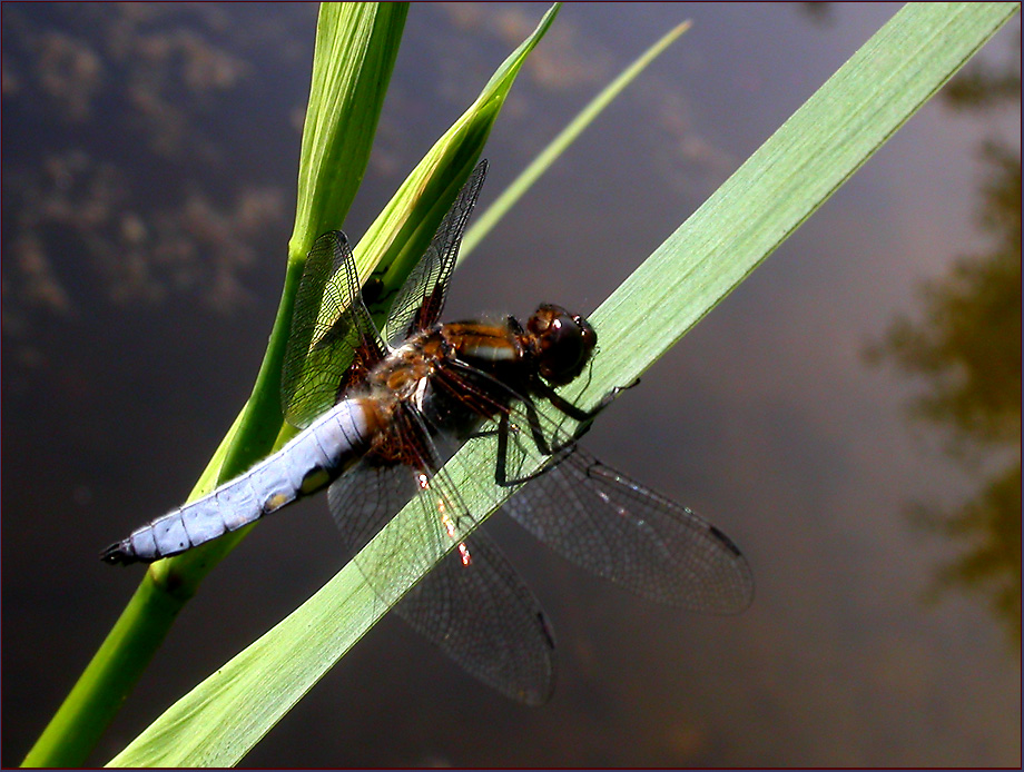 PLATTBAUCH-LIBELLE