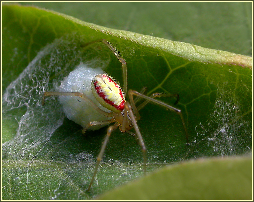 VERÄNDERLICHE KRABBENSPINNE