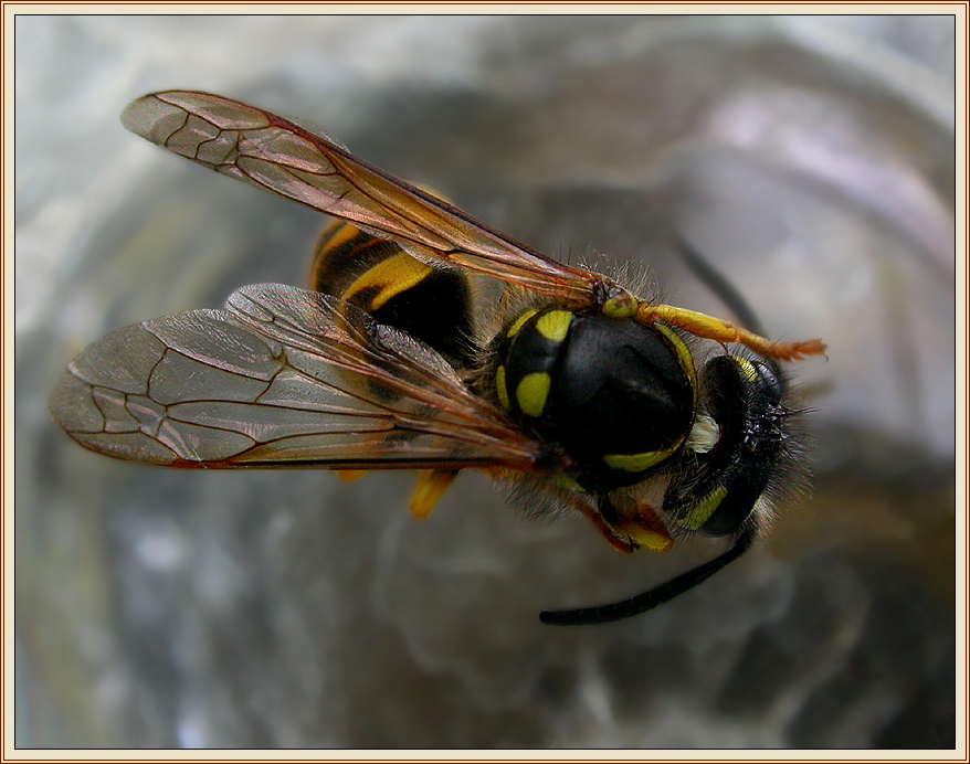 VESPULA GERMANICA