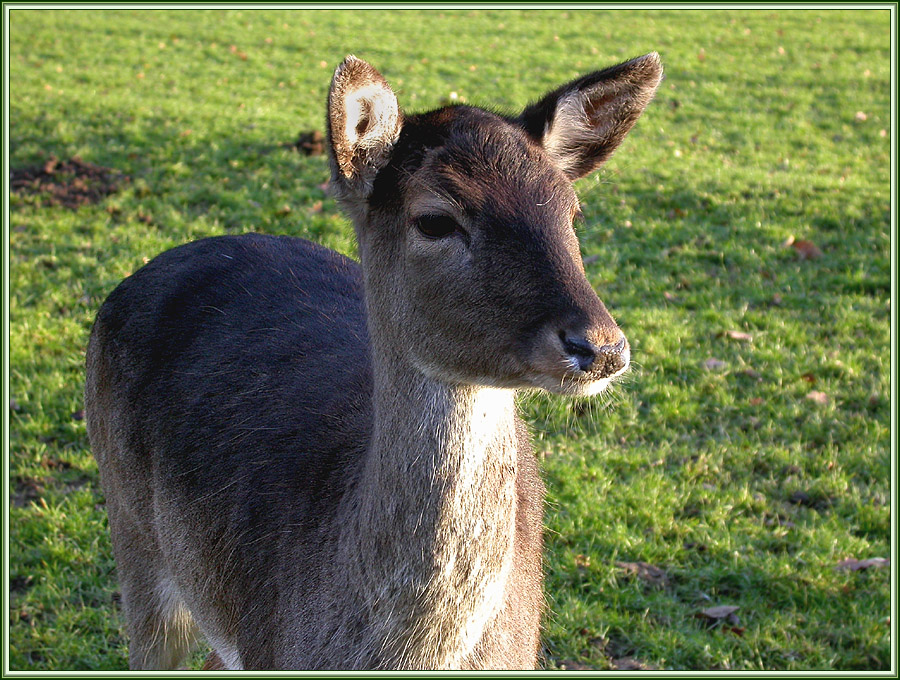 WILDPARK D?SSELDORF 3