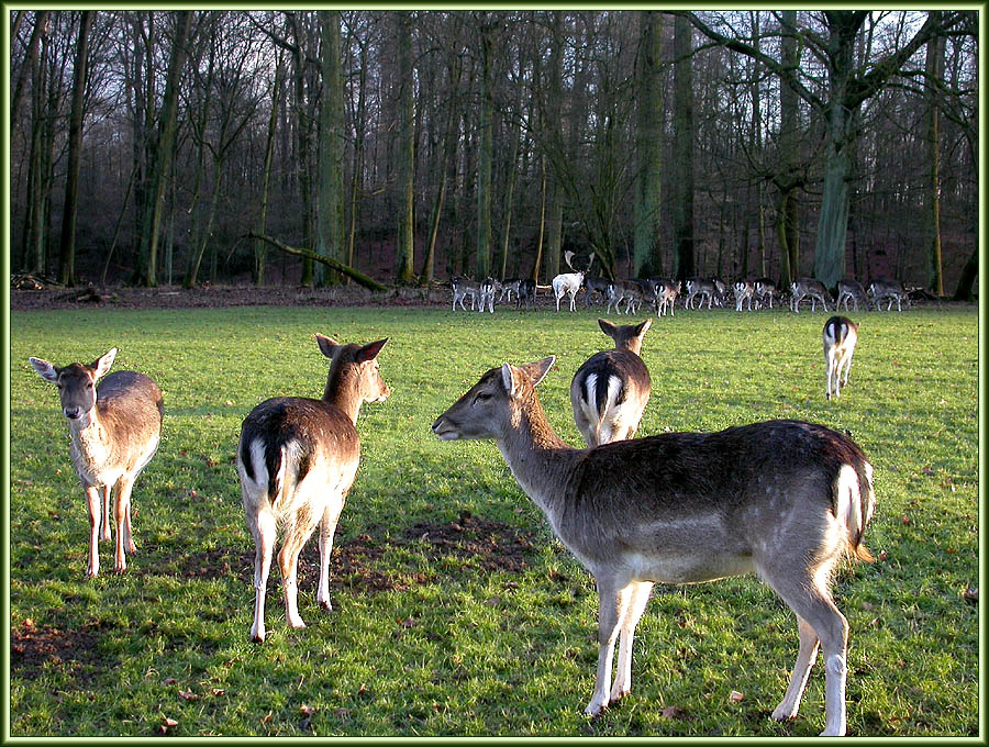 WILDPARK D?SSELDORF 2