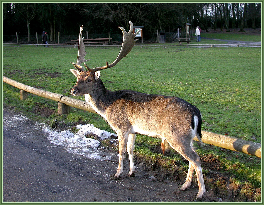 WILDPARK D?SSELDORF